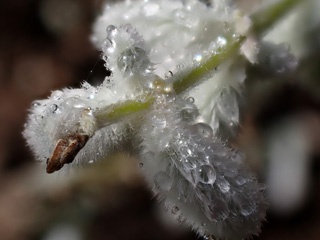 P5155128a.jpg